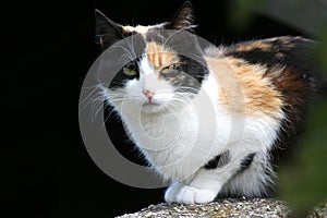 Black and brown cat