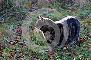 A black and brown cat in autumn against the light of the sun