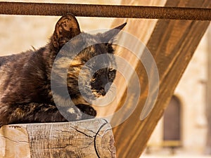 Black and brown cat lying