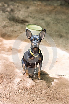 Black and brown chihuahua dog