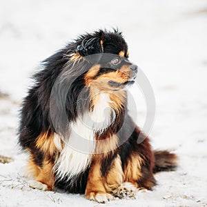 Black And Brown Colors Pekingese Pekinese Peke Dog