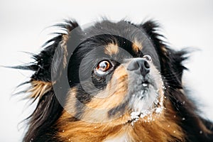 Black And Brown Colors Pekingese Pekinese Peke Dog photo