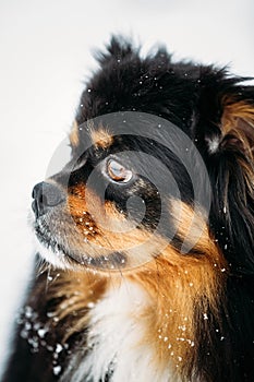 Black And Brown Colors Pekingese Pekinese Peke Dog photo