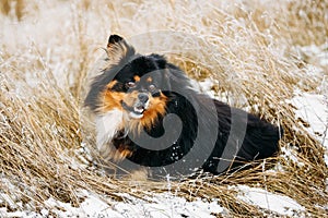 Black And Brown Colors Pekingese Pekinese Peke Dog photo