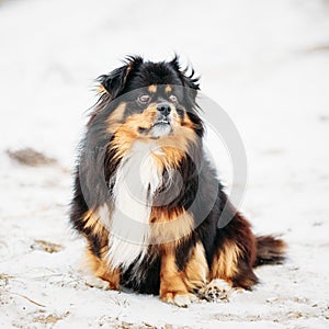 Black And Brown Colors Pekingese Pekinese Peke Dog photo