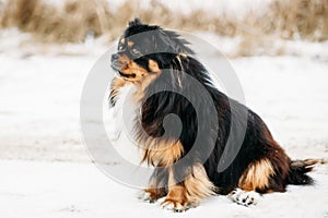 Black And Brown Colors Pekingese Pekinese Peke Dog photo