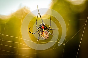 A black and brown colour spider is photographed close up, macro picture,Natural background,spider and spider web. Spiders are crea