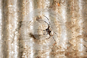 A black and brown colour spider is photographed close up, macro picture,Natural background,spider and spider web