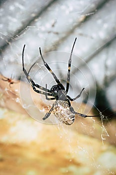 A black and brown colour spider is photographed close up, macro picture,Natural background,spider and spider web.