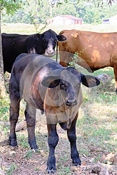 Black and brown cows roaming on a ranch with grass and trees