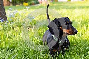 A black and brown dachshund walks on the green grass in the garden.