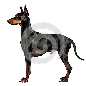 Black and Brown Doberman Pinscher Standing on White Background