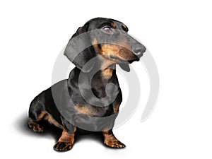 Black and brown dog (dachshund) on