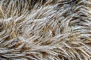 Black and brown dog fur. background or texture