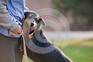 Black and brown dog hugging a person photo