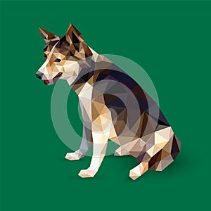 Black brown dog sitting isolated on green background