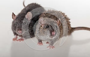 Black and brown domestic rats photo