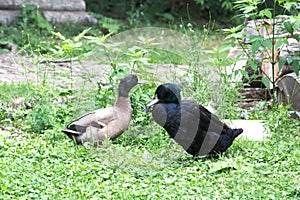 Black and Brown ducks walking in the yard