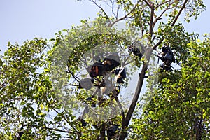 Black and brown flying Foxes or mega-bats hanging on trees