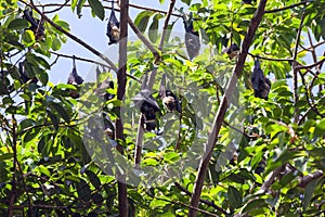 Black and brown flying Foxes or mega-bats hanging on trees