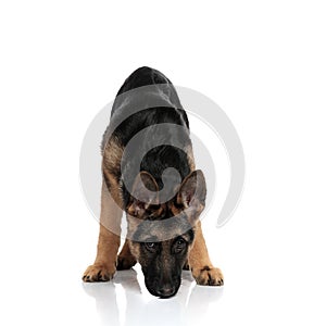 Black and brown german shepard sniffing while standing