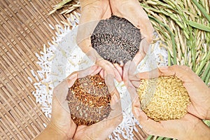 Black, brown and golden rice held in three hands over white rice background.