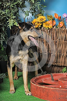 Black and brown happy pooch dog