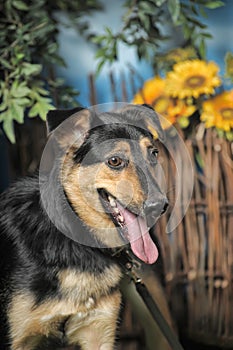 Black and brown happy pooch dog