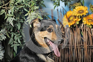 Black and brown happy pooch dog