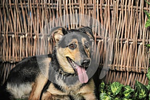 Black and brown happy pooch dog