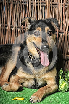 Black and brown happy pooch dog