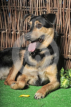 Black and brown happy pooch dog