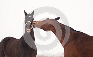 Black and brown horse in the paddock playing