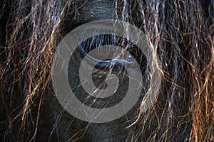 Black Brown Horse Portrait - Icelandic Horse