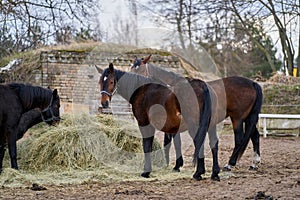 Black and brown horses eating hay