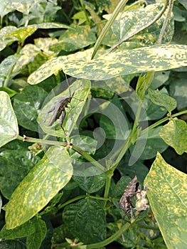 black brown insect beetle on a long bean leaf