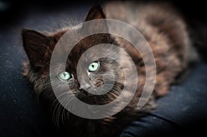 Black and brown kitten with bright green eyes resting on a sofa.