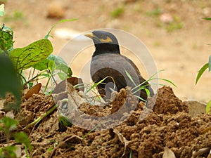 Sri lankan nature black and brown billed