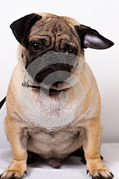 Black and brown pug dog