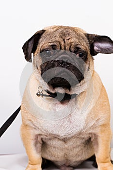 Black and brown pug dog