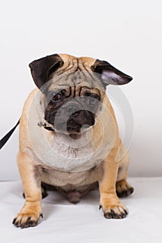 Black and brown pug dog photo