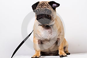 Black and brown pug dog photo