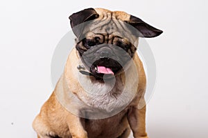 Black and brown pug dog photo