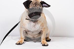 Black and brown pug dog photo
