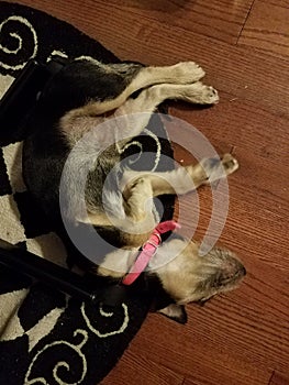 Black and brown puppy dog sleeping on wood floor