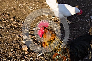 A black and brown rooster with red comb and wattles is crowing Italy, Europe