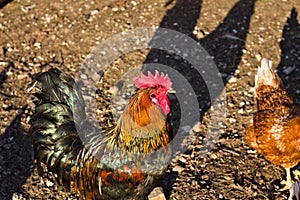 A black and brown rooster with red comb and wattles Italy, Europe