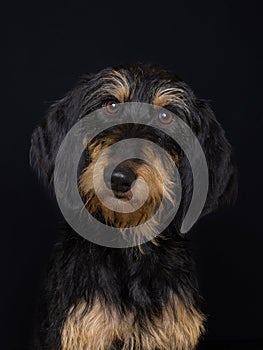 Black and brown Segugio Italiano a pelo forte dog with loyal expression photo