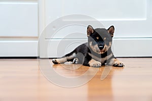 A black-brown Shiba Inu puppy lying in the room