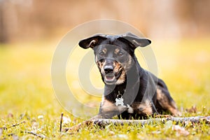black and brown shorthaired one year old mutt dog, mongrel dog lying in the grass